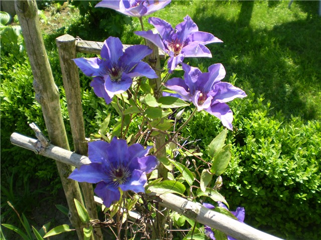 clematis